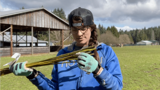 A woman (Lindy) hold up a handful of willow cuttings to inspect them. She is wearing a backwards baseball cap, a blue hoodie and blue work gloves