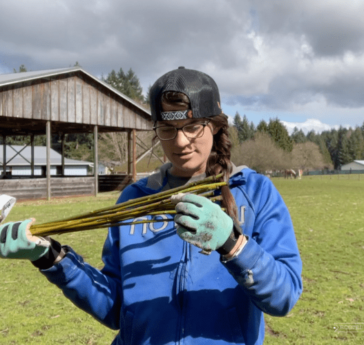 A woman (Lindy) hold up a handful of willow cuttings to inspect them. She is wearing a backwards baseball cap, a blue hoodie and blue work gloves