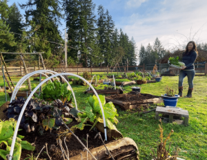 A large garden with raised beds. Some of the beds have hoops over them. There are large cedar trees in the background. On the right, a woman (Kaylee) holds a basket of produce harvested from the raised beds.