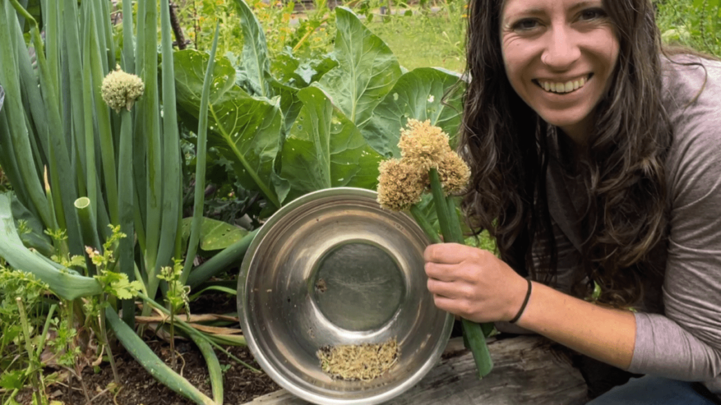 Kaylee sits in the garden by a garden bed. She holds 3 small green onion blossoms in one hand and a steel bowl in her other hand. The bowl has some seeds and plant matter in it.