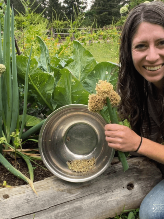 Kaylee sits in the garden by a garden bed. She holds 3 small green onion blossoms in one hand and a steel bowl in her other hand. The bowl has some seeds and plant matter in it.