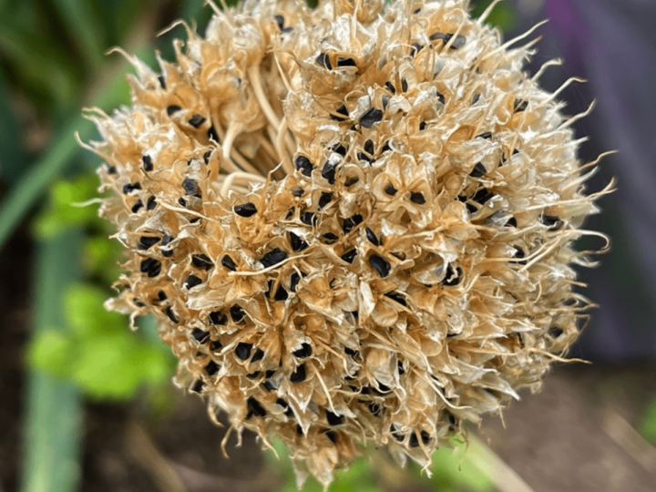 An onion seed head with dried flowers exposing small black seeds