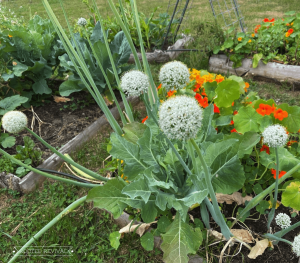 Large round onion flowers protrude out of a garden bed filled with other colorful nasturtium flowers