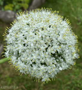 A close-up of an onion flowering head made up of hundreds of tiny flowers