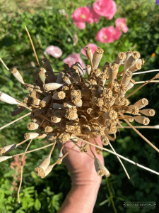 a closeup picture of a large handful of poppy seed pods