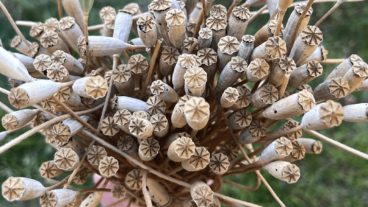 a closeup picture of a large handful of poppy seed pods