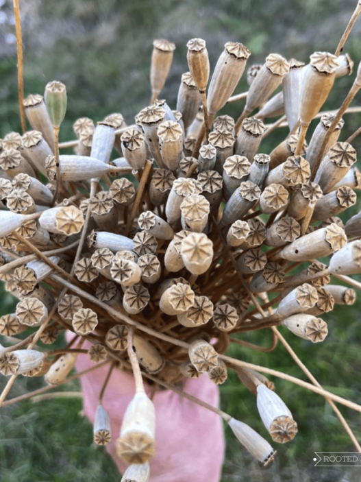 a closeup picture of a large handful of poppy seed pods