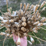 a closeup picture of a large handful of poppy seed pods