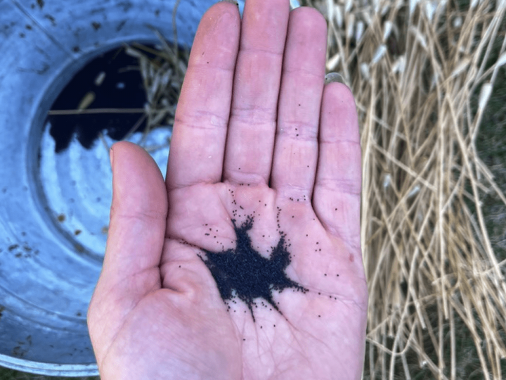 A hand with open palm holding small black poppy seeds. In the background are stalks of poppy stems and a bucket with more seeds