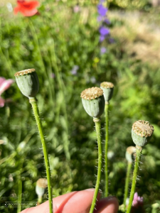 Bright green seed pods on the poppy flower stalks soon after the petals have died back