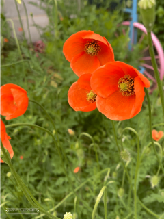 How to Save Poppy Seeds - Rooted Revival