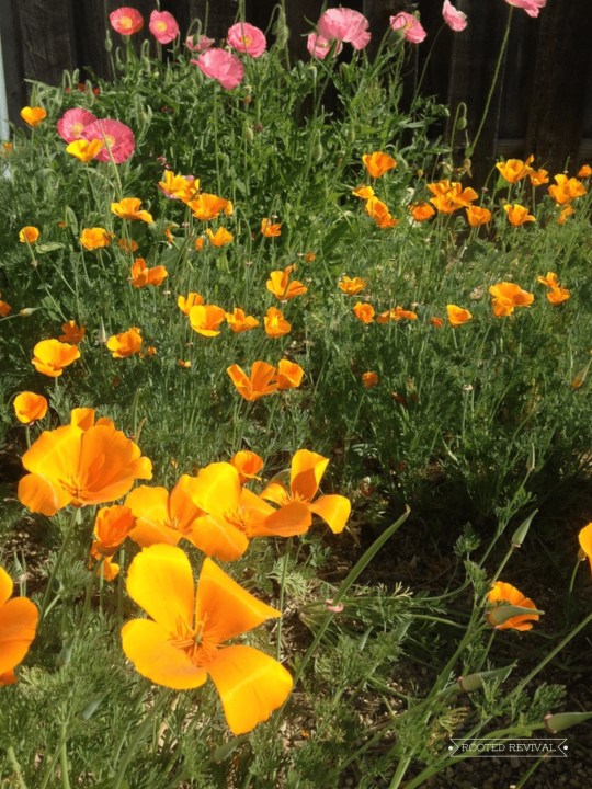 Large patch of bright yellow California poppies blooming with pink common poppies in the background