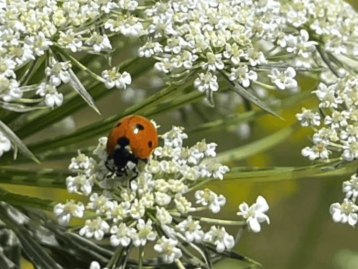 A ladybug on a large carrot blossom