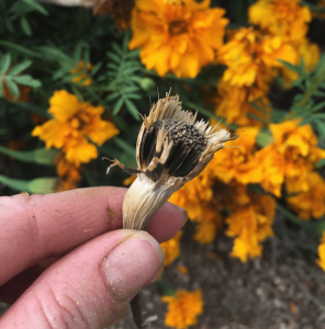 A marigold seed head held up in front of blooming marigold plant
