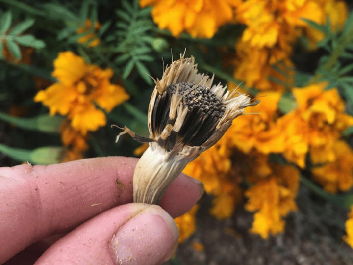 A marigold seed head held up in front of blooming marigold plant