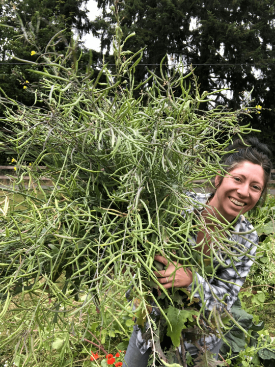A woman (Kaylee) smiles while holding up a giant branching kale plant that has gone to seed