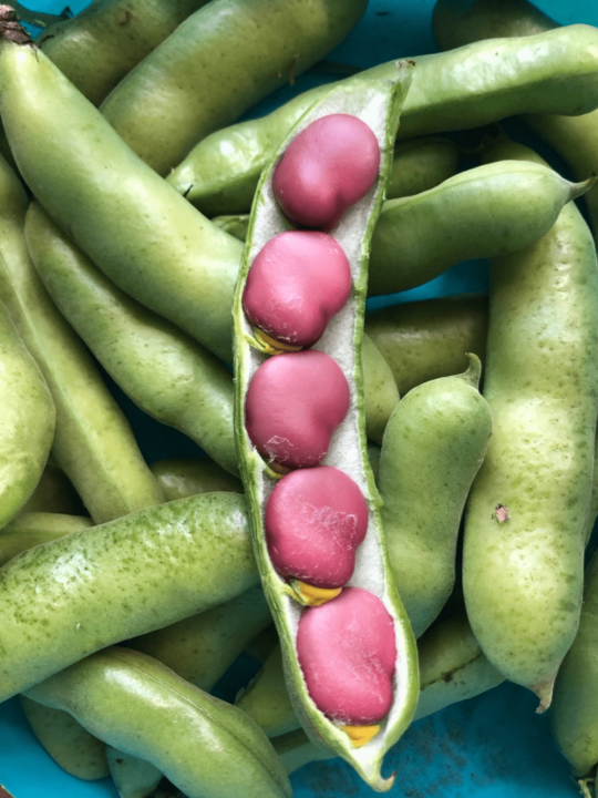Bright pink lava beans sitting in their shell on top of more unshelled lava beans