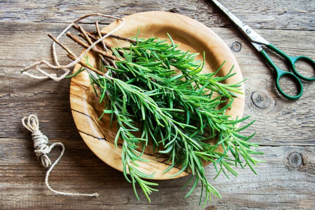 Sprigs of rosemary in a wooden bowl, with scissors and cotton string
