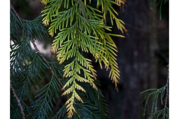 9 Sensational Cedar Smudge Stick Benefits 2025 - Rooted Revival