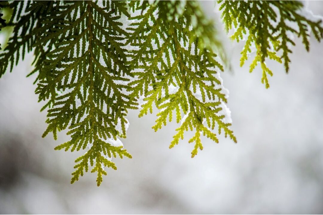 8 Bugs That Cedar Repels 2024 Rooted Revival