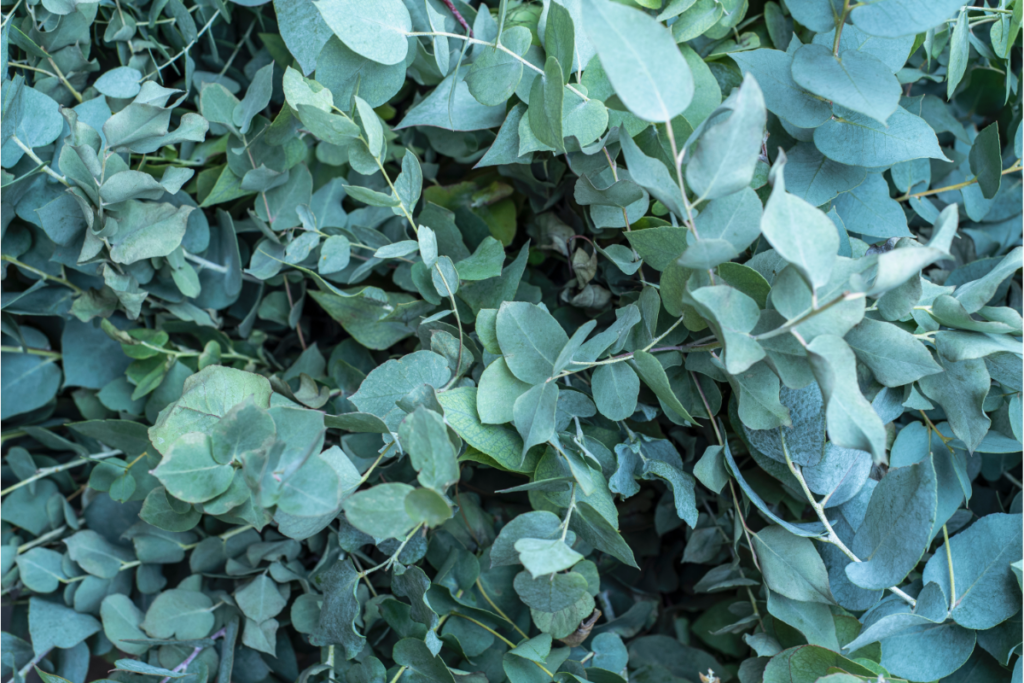 A thick-grown eucalyptus plant