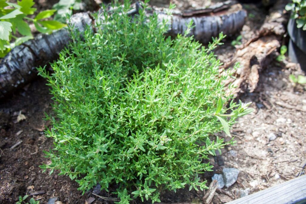Thyme bushes in soil in a garden border