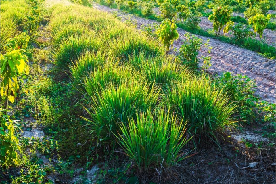 6 Bugs That Lemongrass Repels 2024 - Rooted Revival