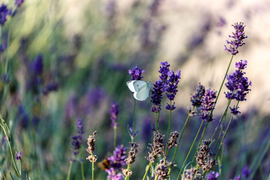 A white butterfly sits on a sprig of lavender in a field