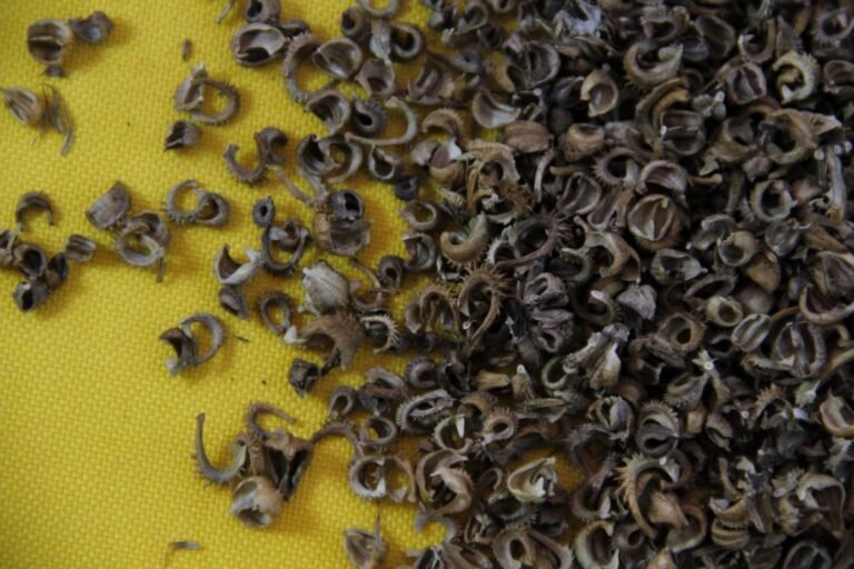 Does Calendula Seed Need Light to Germinate? Solved! 2024 Rooted Revival