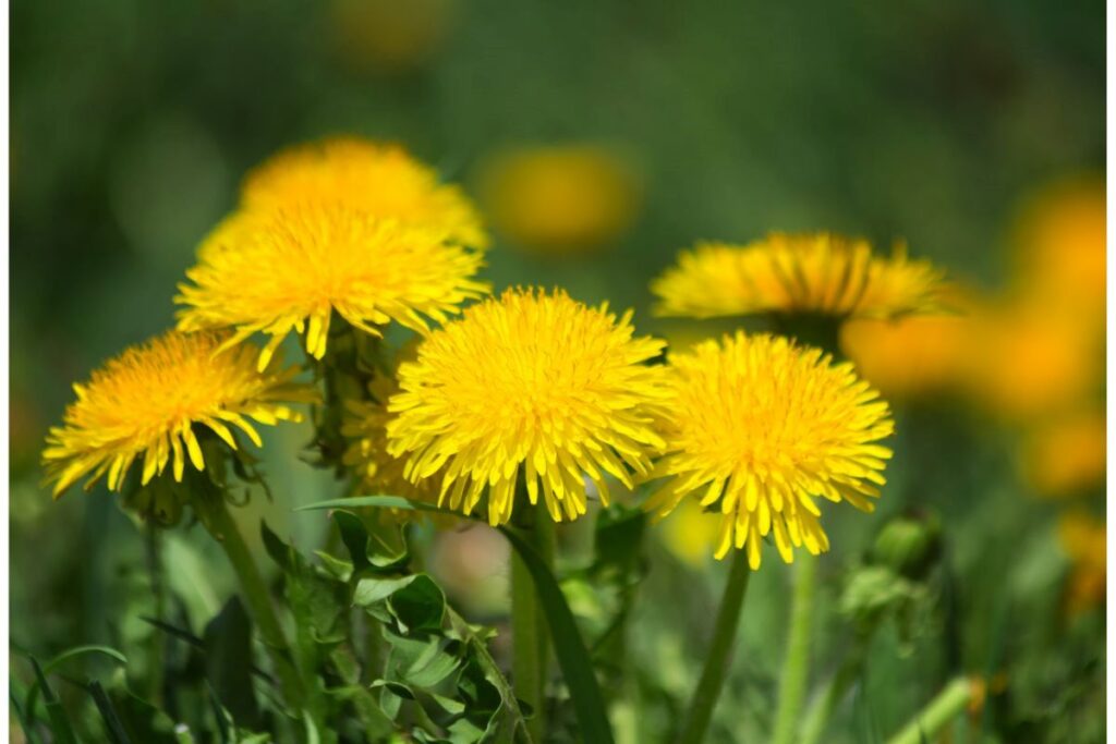 Yellow dandelions in a field up close