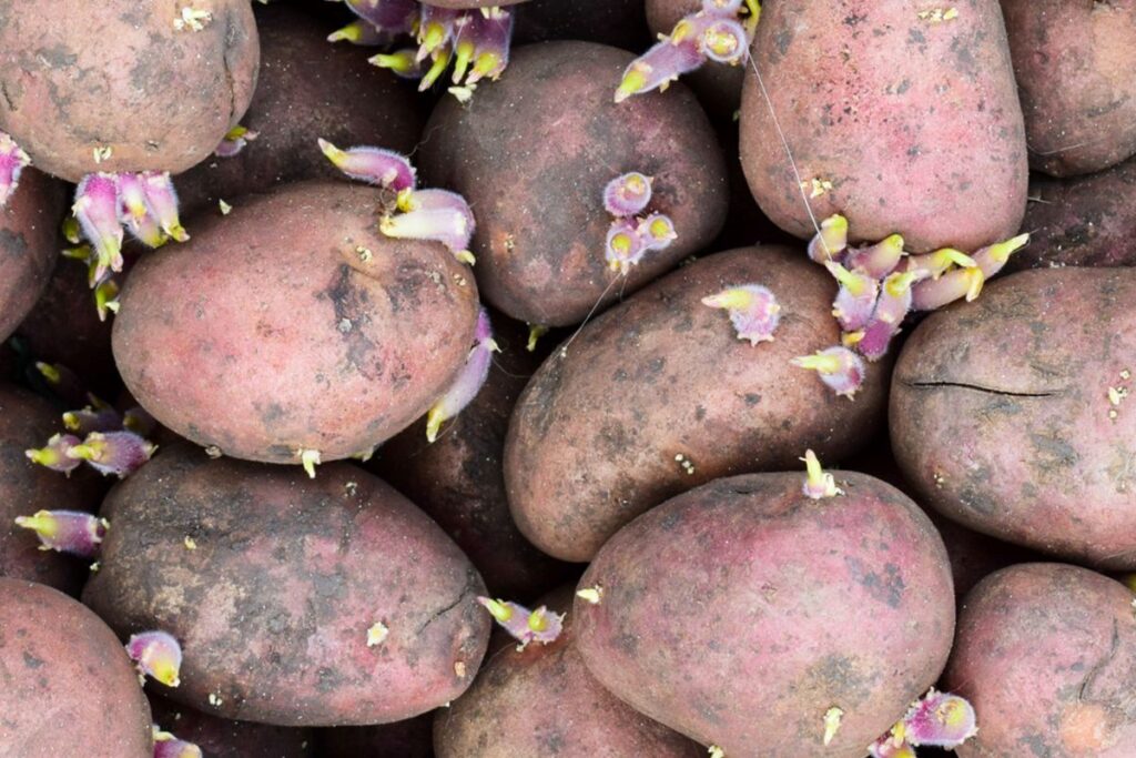 A pile of soily potatoes sprouting