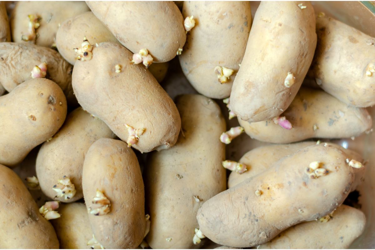 Can You Eat Sprouted Potatoes?