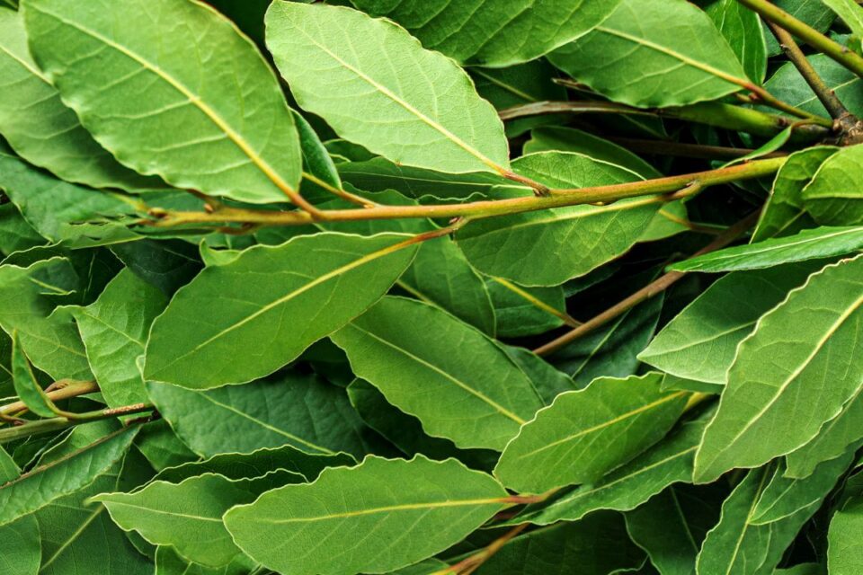 7 Common Bugs That Bay Leaves Repel 2024 Rooted Revival