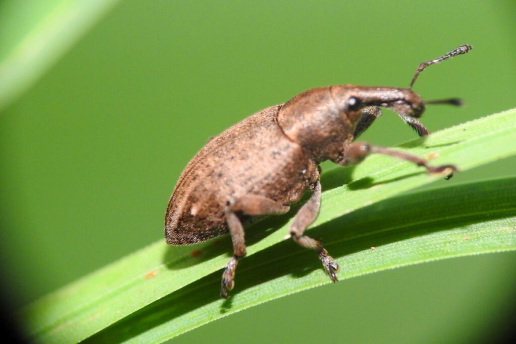 Close up of a weevil on a leaf