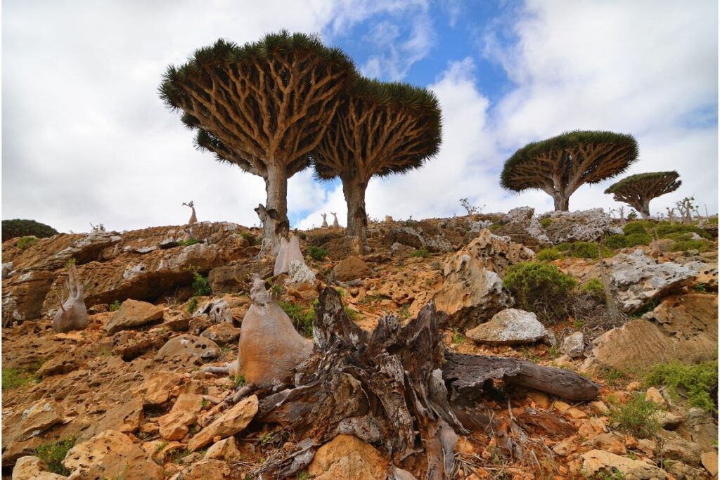 Three Daemonorops draco trees in the desert