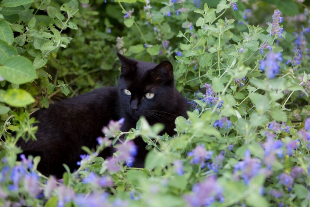 A black cat sitting surrounded by catnip plants