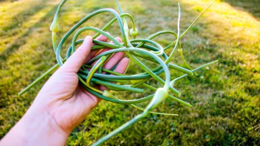 garlic-scapes