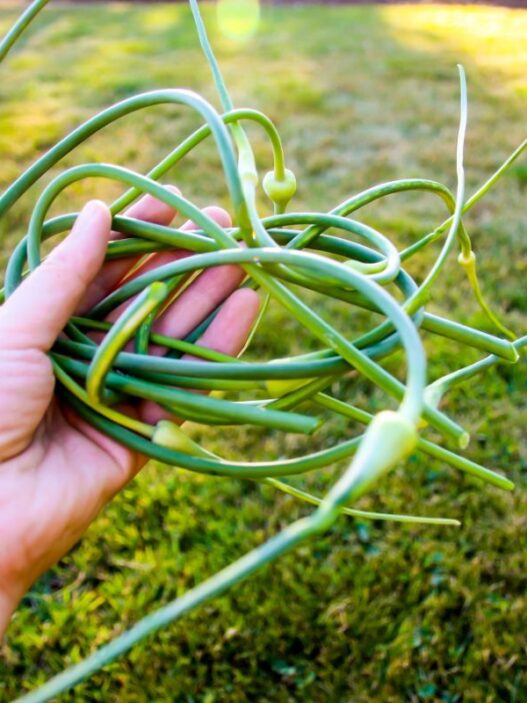 garlic-scapes