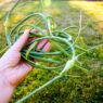 garlic-scapes