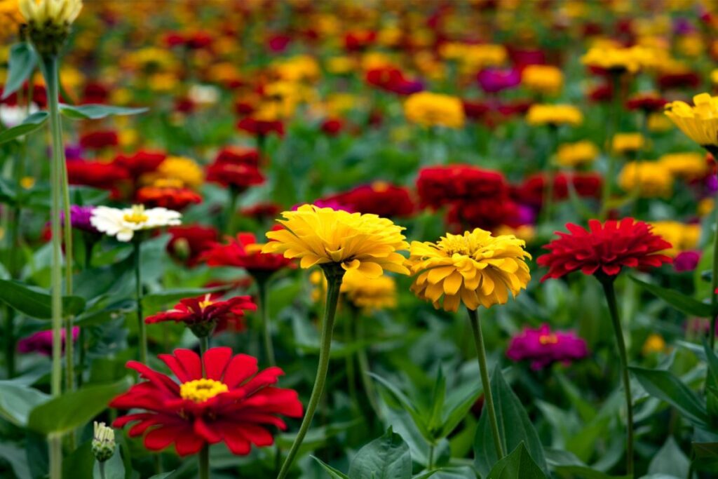 A field of yellow and red zinnia with some flowers up close in the foreground
