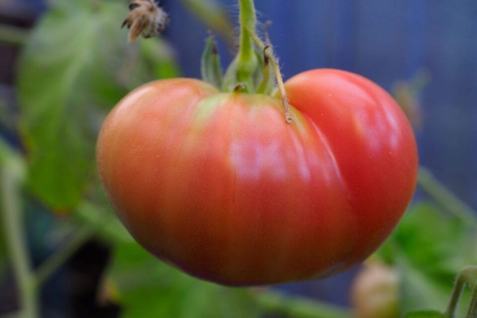 8 Reasons Why Beefsteak Tomatoes Are Good For Canning - Rooted Revival