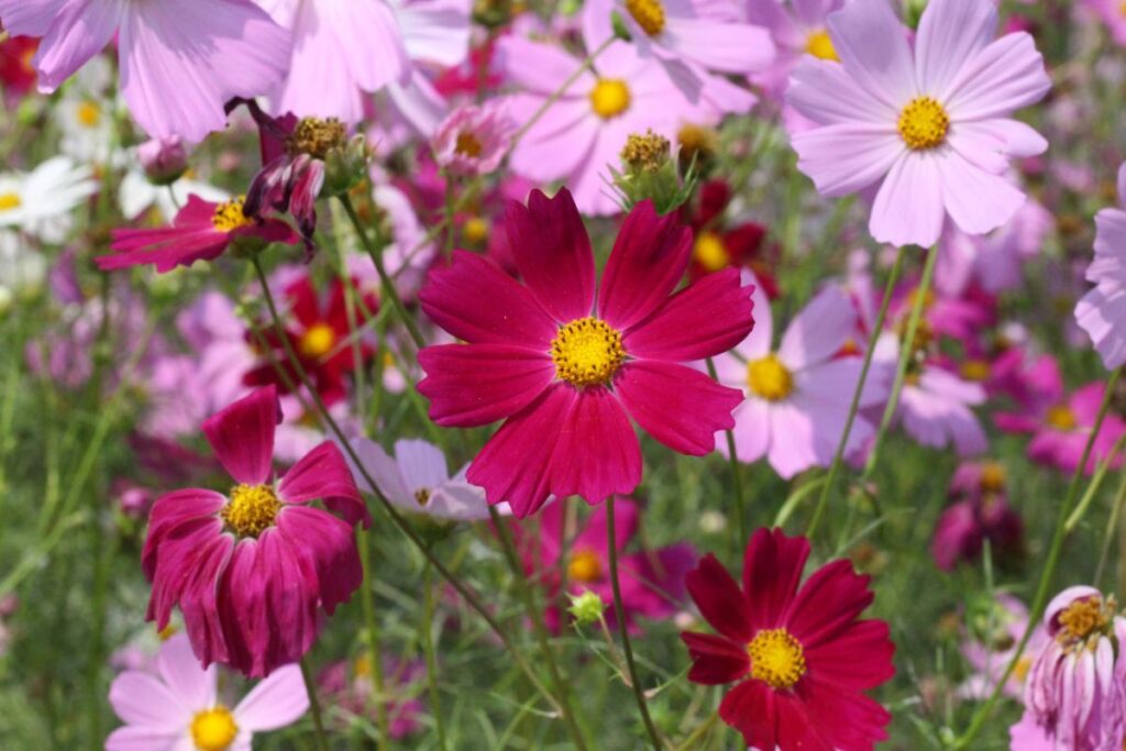 Purple and pink cosmos flowers up close in a field