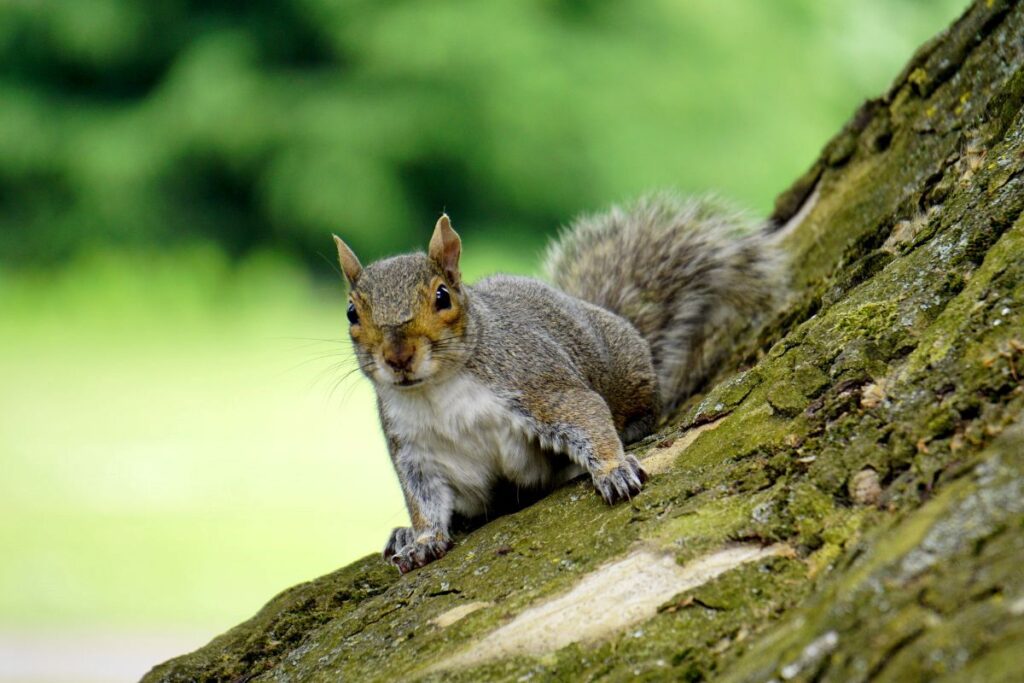 Grey squirrel on the bark of a tree
