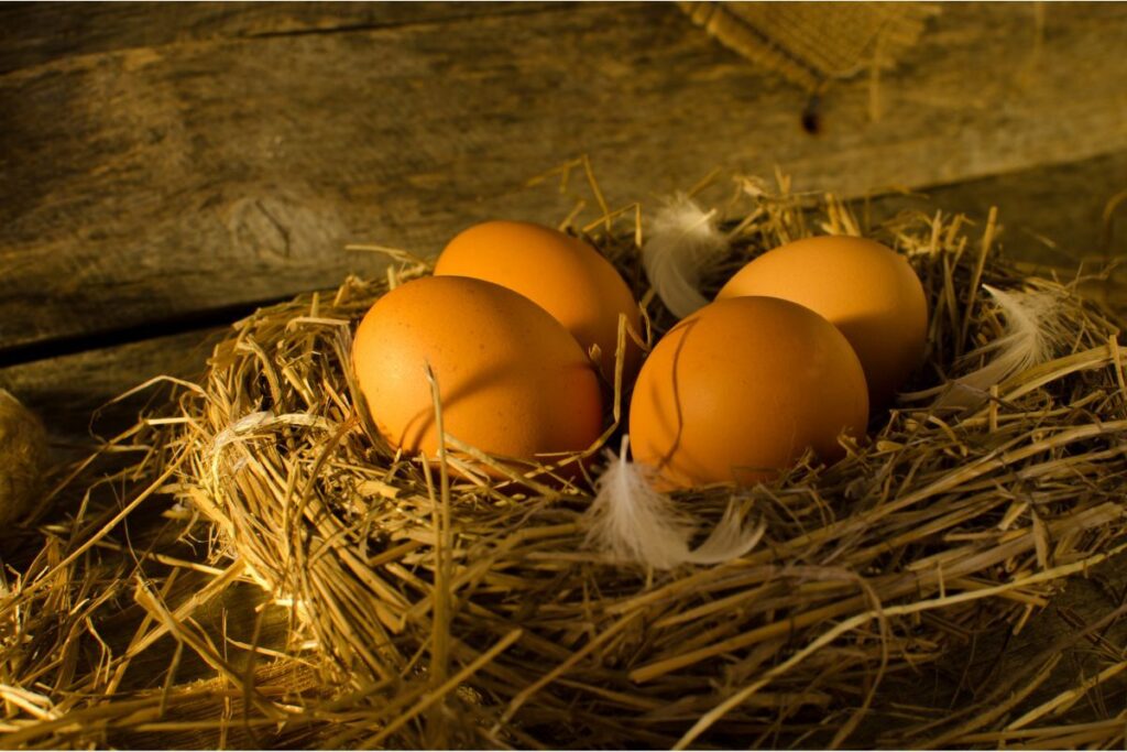 chicken eggs in a straw nest