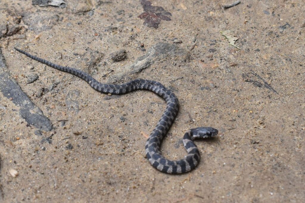 Small black and grey water snake on the ground