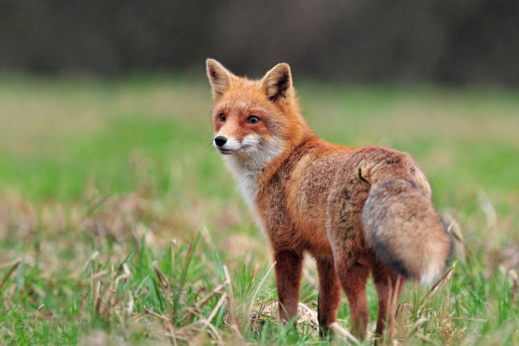 Red fox standing in a field of grass