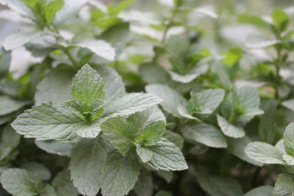 peppermint leaves up close