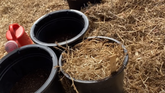 potatoes in a bag with straw