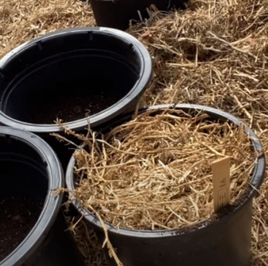 potatoes in a bag with straw