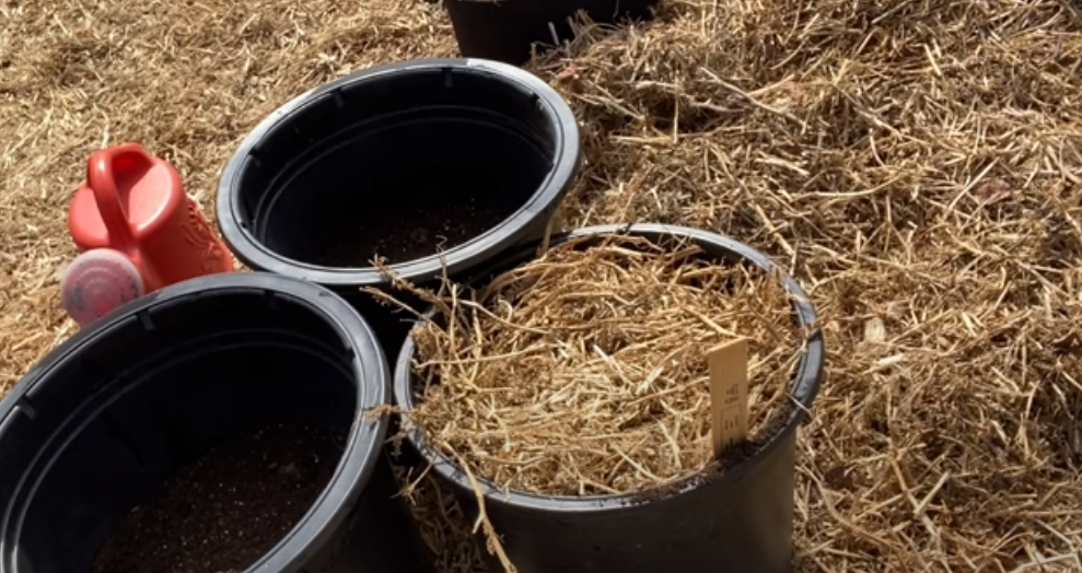 potatoes in a bag with straw